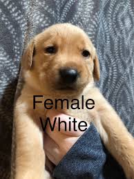 Labrador retriever puppies are great companions all around. Goldador Pups Classifieds Buy Sell Trade Or Rent Lake Ontario United Lake Ontario S Largest Fishing Hunting Community New York And Ontario Canada