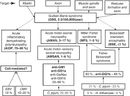 In affected patients, cross‑reactive autoantibodies attack the host's own axonal antigens, resulting in inflammatory and demyelinating polyneuropathy. Csf Findings In Guillain Barre Syndrome Demyelinating And Axonal Acute Inflammatory Polyneuropathies Springerlink