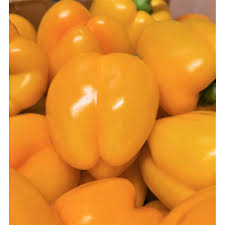 poivron jaune