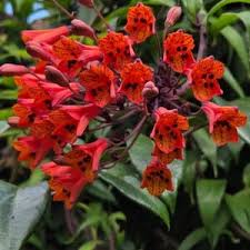 Image result for Embelia multiflora