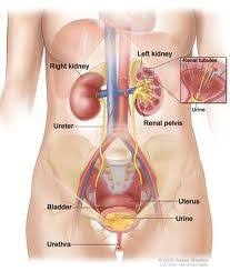 Our Kidneys Are 2 Reddish Bean Shaped Organs Located On Either Side Of Your Spine In The Middle Of Our Back Thei Human Body Organs Body Organs Uterine Polyps