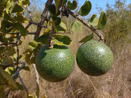 Image result for Strychnos pungens