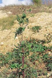 Image result for Sonchus schweinfurthii