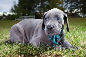 Two litters are due in march and april. Great Dane Puppies For Sale Cape Town Dogs Puppies Public Ads