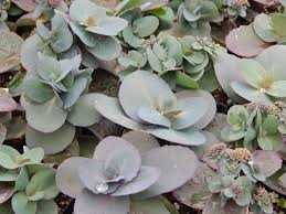 Sedum Sunsparkler Blue Pearl Sedum Plants Perennials