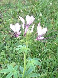 Pin On Mygardenanswers