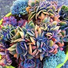 100 Seeds Blue Succulents Witchford Lithops Cactus Seeds Beautiful Stone Flower Seed Pseudotruncatella Perennial Planting Succulents Succulent Seeds Succulents