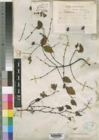 Image result for Synaptolepis