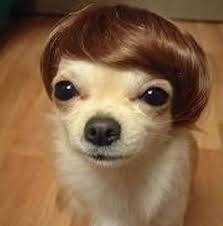 Crazy Dog Hairstyles Funny Dog Pictures Cute Puppy Pictures Cute Creatures