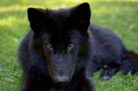 Alaskan Noble Companion Dog Companion Dog Wolf Dog Dogs