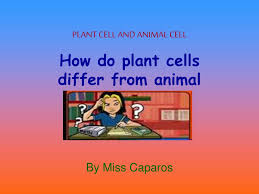 These differences result in functional differences, such as plants' ability to get energy from the sun instead. Ppt Plant Cell And Animal Cell Powerpoint Presentation Free Download Id 2686842