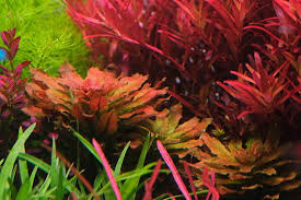 Image result for Crotalaria sphaerocarpa