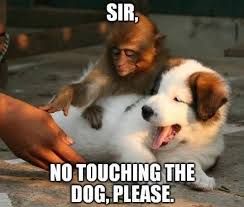 28 Cute And Funny Animal Pictures For An Aww Moment Dog Memes Clean Funny Animals Monkeys Funny