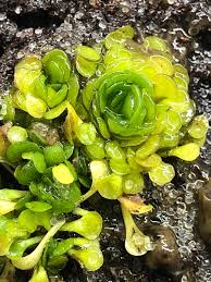 Image result for Genlisea