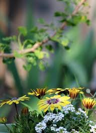 But first, you have to know what the signs are of the different nutrient deficiencies. Homemade Plant Food Recipe Cozy Little House