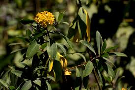 Image result for Gnidia