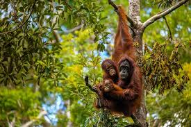 Ohio /oʊˈhaɪoʊ/ (listen) is a state in the midwestern region of the united states. A River Cruise Through Borneo To Hang With Orangutans Wsj