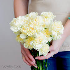 Bouquets + bouts + corsages + centerpieces. Pale Yellow Carnations Bulk Fresh Diy Wedding Flowers Flower Moxie