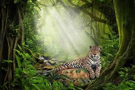 Jungle Backdrop Premade Backdrop Wild Animal Photo Photo Etsy Wild Animals Photos Animal Photo Jungle Art