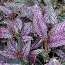Image result for Strobilanthes