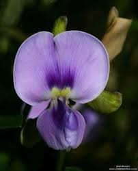 Image result for Vigna frutescens