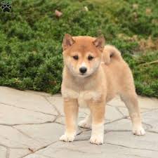 Even the shiba has to have his house his space where you can lock up safe from everything and everyone, when it rains, when you leave home or pied overnight. Simon Shiba Inu Puppy For Sale In Pennsylvania