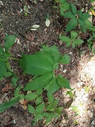 Image result for Rytigynia sp. N