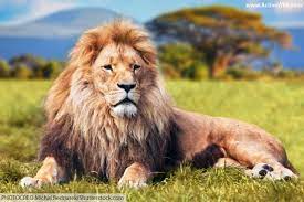 Africa, the land with an abundance of different kinds and species of animals. African Animals List With Pictures Facts Information Worksheet