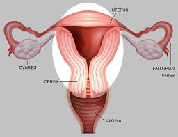 Image result for vagina demo