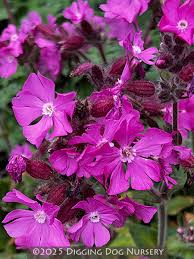 Image result for Silene