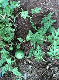 Some have been bred over time to produce smaller fruit, where others are the icebox watermelon is sometimes considered a personal watermelon or baby melon size. Icebox Watermelon I Ve Been Growing All Summer Dream Garden Watermelon Growing Dream Backyard