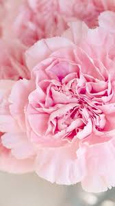 5 Cute Pink Peonies Iphone Wallpapers Flower Phone Wallpaper Flower Wallpaper Iphone Wallpaper Preppy