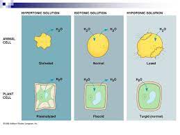 We did not find results for: Cell Membranes And Transport Go To Section The Cell Membrane The Cell Membrane Is Selectively Permeable Permeable Pass Through Latin Cell Membrane Ppt Download