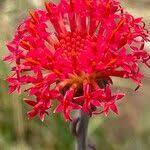 Image result for Kleinia abyssinica