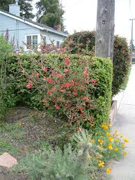 Image result for Chaenomeles japonica