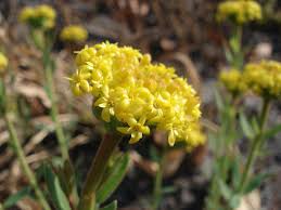 Image result for Gnidia kraussiana