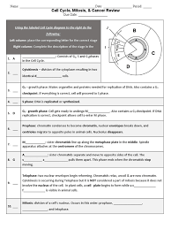Cell homeostasis virtual lab worksheet answer key. 2017 Ol Cell Cycle Exam Review Mitosis Cell Cycle