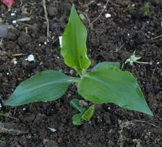 Image result for Aneilema aequinoctiale