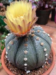 I do reccomend sterilizing the compost if you use my method, for a list of reasons i'm sure you can imagine. Astrophytum Asterias By Cacti Lover Cactus Cactus Farm Succulents