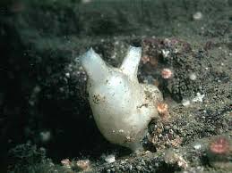 Image result for Pomaria