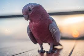This species is generally friendly, entertaining, outgoing, and extremely intelligent. Goffin S Cockatoo Bird Standing On The Ram Stairs Stock Photo Picture And Royalty Free Image Image 109403662