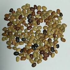 Image result for Macrotyloma densiflorum