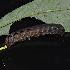 Image result for Dolichos sericeus