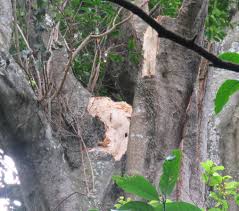 Image result for Chrysophyllum viridifolium