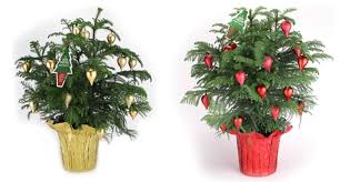 It's a great store, tons of fresh organic produce, local produce, and a bakery which actually makes fresh whole wheat and sourdough bread. Norfolk Island Pine Payne S Nurseries