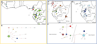 Image result for Halopegia azurea