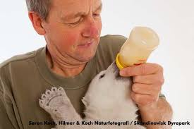 Polar Bears International