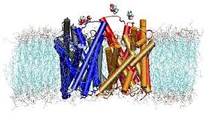 Structure Dynamics And Function Of Aquaporins