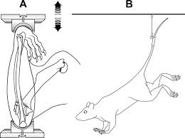 The end of a growing tibia, cut lengthwise*. Mechanical Stimulation Of Bone In Vivo Reduces Osteocyte Expression Of Sost Sclerostin Journal Of Biological Chemistry