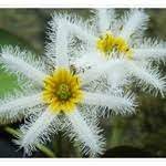 花語 麒麟草 網路花店 台北花店 秘密花園花藝坊 提供代客送花喔 痞客邦 flower shop plants herbs